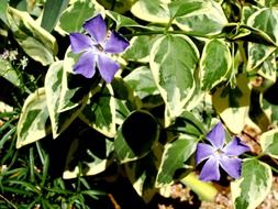 lilac flowers with green leaves in nature