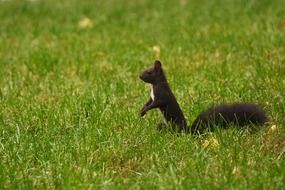 adorable brown squirrel