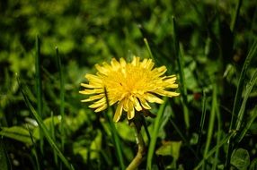 lonely yellow dandelion among green grass