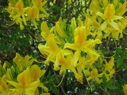 bottom view on the yellow honeysuckle flowers