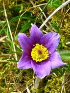 yellow-violet pasque flower close