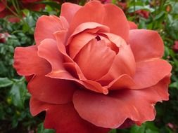 adorable romantic red rose macro