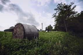 hay bale on an agricultural field