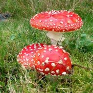 Two white and red toxic mushrooms