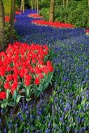 red tulips among purple flowers in a meadow