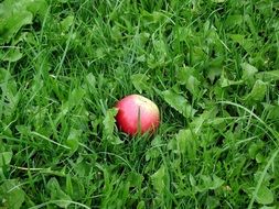 red apple lies on green grass