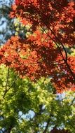 red autumn leaves in a forest