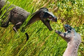 fighting of a dinosaurs in high green grass