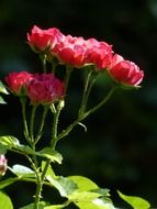 blooming shrub rose