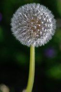 fluffy dandelion flower close