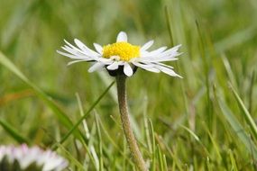Beautiful white and yellow wildflowers on the meadow