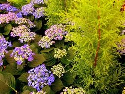 surprising beauty hydrangeas and fern