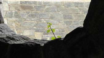 plant on a stone