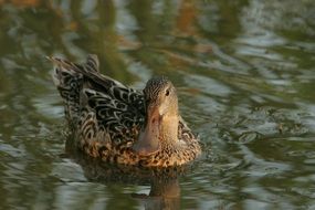 gray northern duck in the water