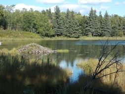 Reflection of the trees in lake