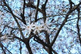 white magnolia, blooming tree