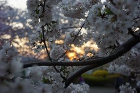 splendiferous cherry tree