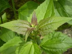 chromolaena odorata on the field