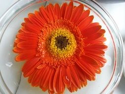 charming gerbera flower