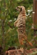 beautiful meerkat