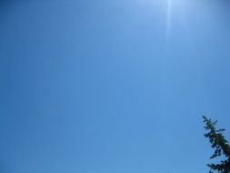 piece of Christmas tree in the blue clear sky