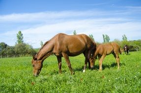 horses on green grass