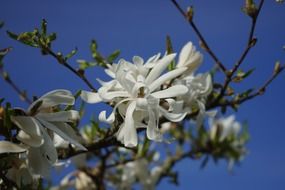 star magnolie white blossom close-up