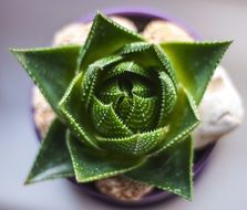 cactus without thorns close up