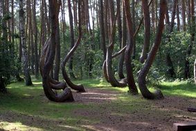 Crooked Forest, Krzywy Las, poland, gryfino