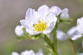 strawberry plant garden