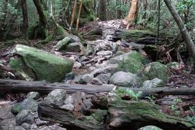 Small stones in the forest