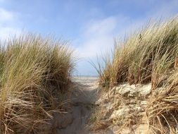 grass on the beach near the sea on a sunny day