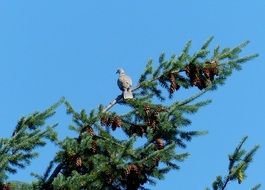 Dove on the green tree