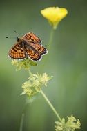 colorful butterfly on the flower