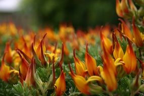 fire flower bloom macro