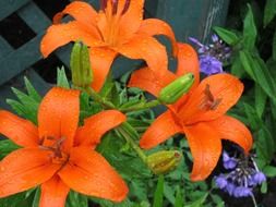 orange lilies and blue cornflowers grow at the fence