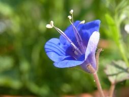 small blue wildflower, macro