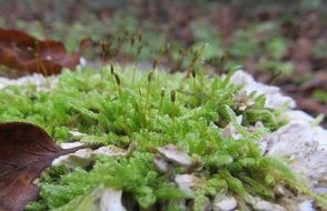green moss on stone in nature