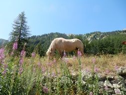 Horse pasture with flowers