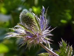 Blue thistle flower on a background of green plants