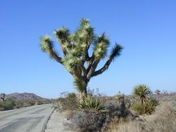 joshua tree by the road
