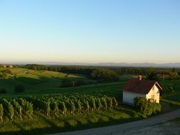 beautiful and delightful vineyard, slovenia