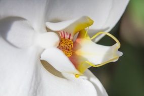 phalaenopsis of the orchid family