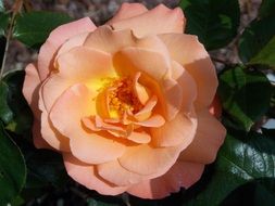 bud of tea rose in the garden