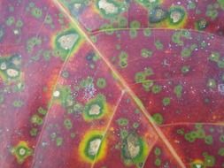red leaf with stains close up