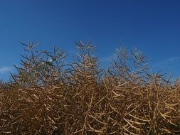 field of rapeseeds in the morning sun