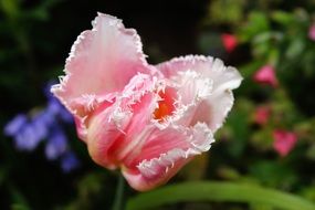 filigree pink tulip flower close-up on a blurred background