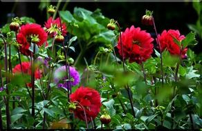 dahlias in a garden