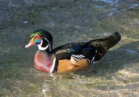 bright duck on clear water