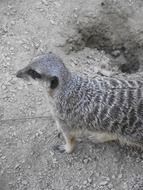 attractive meerkat wild zoo